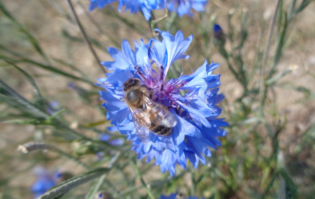 fleur de bleuet