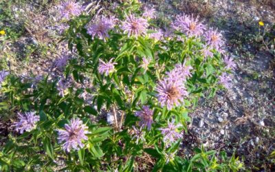 Monarde fistuleuse