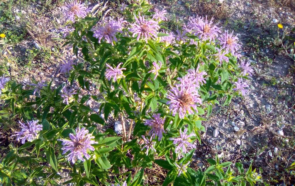 plantes médicinales de monarde fistuleuse