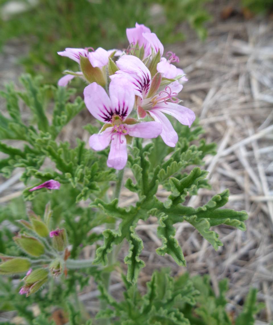 Géranium