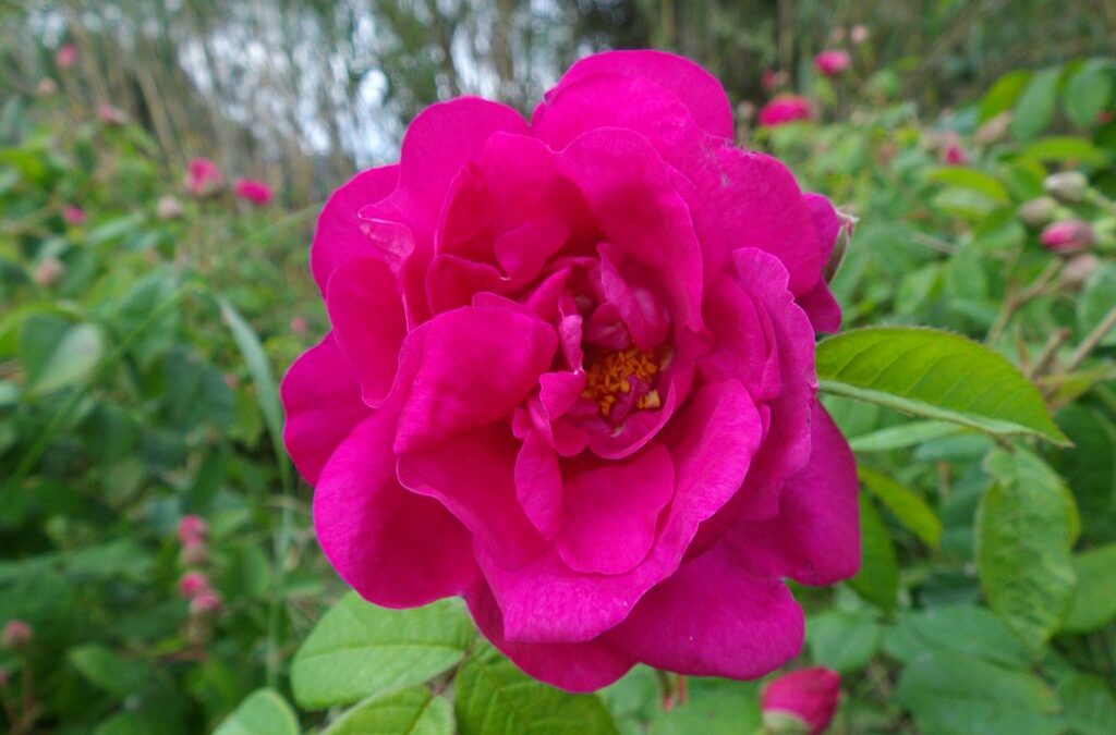 Rose Gallica – rose de Provins