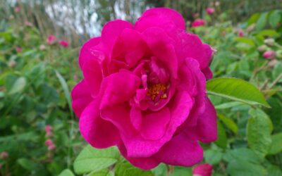 Rose Gallica – rose de Provins