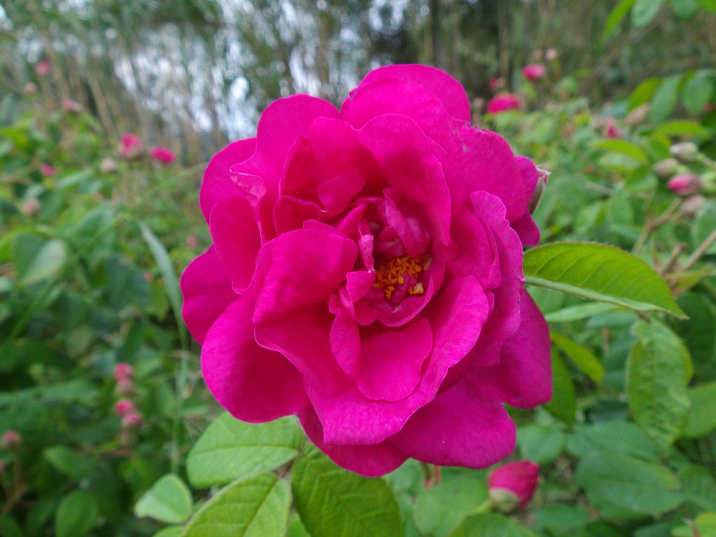 fleur rose gallica