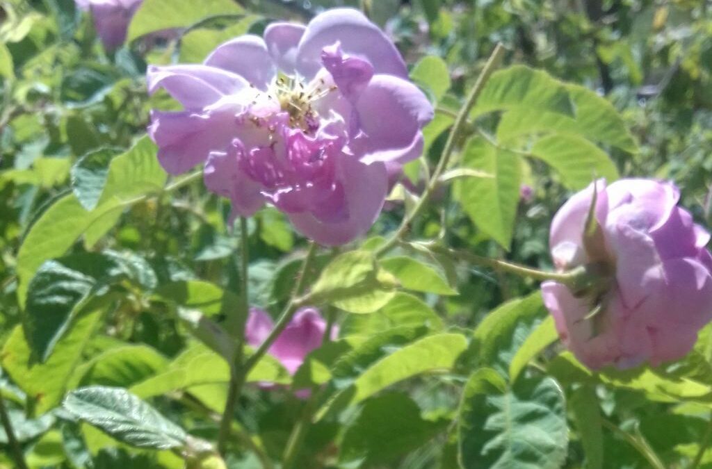 Rose Centifolia