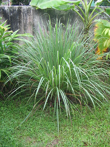 Citronnelle