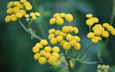 Immortelle d’Italie