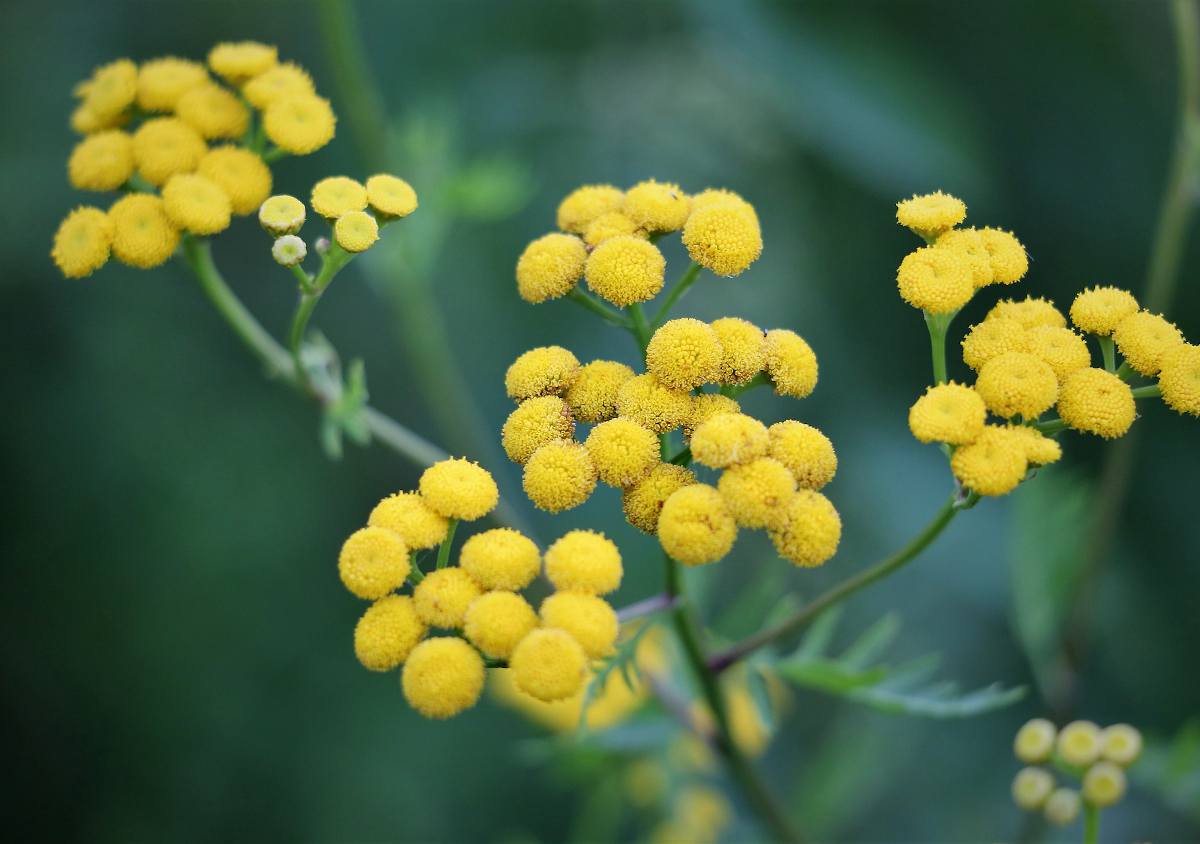 immortelle d'italie (Hélichrysum) au parfum de cury