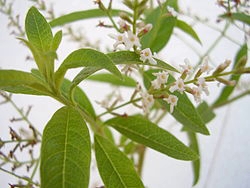 verveine odorante