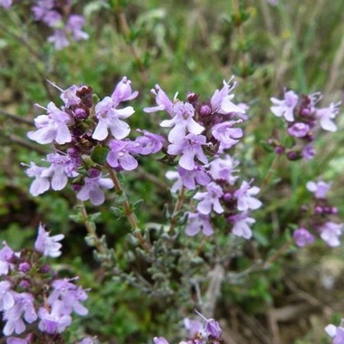 fleurs de thym à géraniol