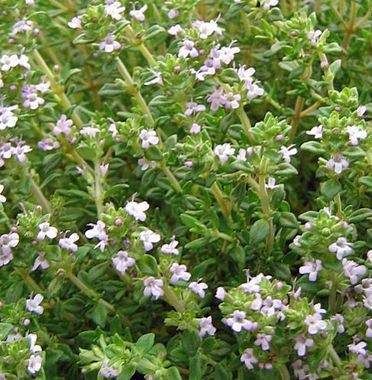 fleurs de thym à tujanol